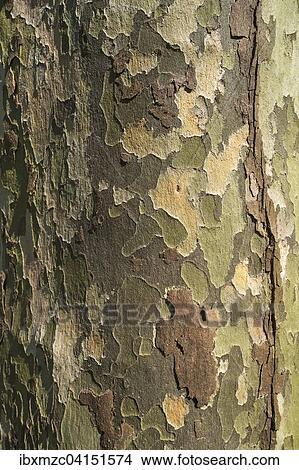 Bark of a Plane tree (Platanus sp. ), Baden-Wurttemberg, Germany, Europe View Large Photo Image Picture - Bark of a Plane tree (Platanus sp. ), Baden-Wurttemberg, Germany, Europe. Fotosearch