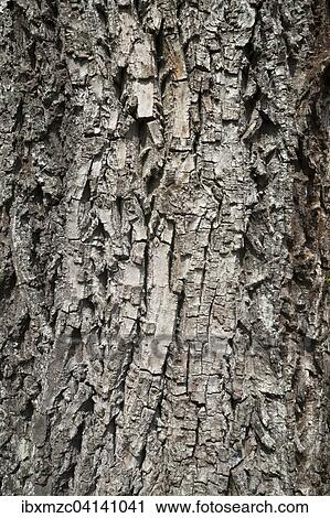 Bark of a Walnut tree (Juglans sp. ), Bavaria, Germany, Europe View Large Photo Image Stock Image - Bark of a Walnut tree (Juglans sp. ), Bavaria, Germany, Europe. Fotosearch