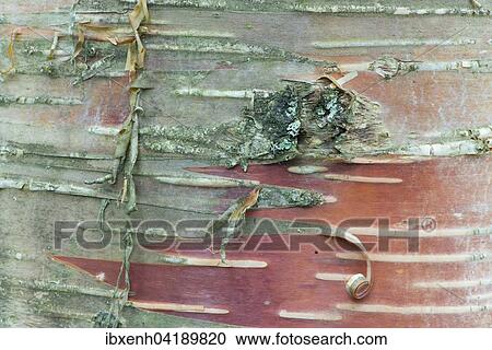 Bark of Erman's Birch (Betula ermanii), Alsace-Lorraine, Vosges, France, Europe View Large Photo Image Stock Image - Bark of Erman's Birch (Betula ermanii), Alsace-Lorraine, Vosges, France, Europe. Fotosearch