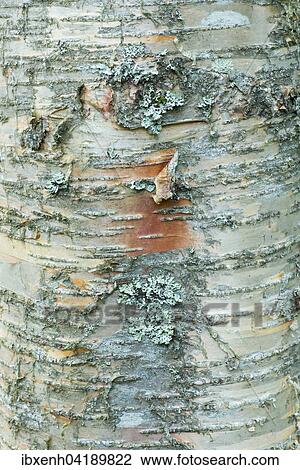 Bark of Erman's Birch (Betula ermanii), Alsace-Lorraine, Vosges, France, Europe View Large Photo Image Stock Image - Bark of Erman's Birch (Betula ermanii), Alsace-Lorraine, Vosges, France, Europe. Fotosearch
