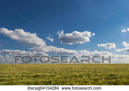 Barley field (Hordeum vulgare), blue summer sky with white clouds View Large Photo Image Picture - Barley field (Hordeum vulgare), blue summer sky with white clouds. Fotosearch