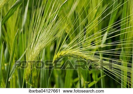 Barley (Hordeum vulgare), barley field, North Rhine-Westphalia, Germany, Europe View Large Photo Image Stock Image - Barley (Hordeum vulgare), barley field, North Rhine-Westphalia, Germany, Europe. Fotosearch