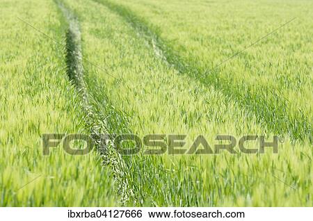 Barley (Hordeum vulgare), barley field, North Rhine-Westphalia, Germany, Europe View Large Photo Image Stock Photograph - Barley (Hordeum vulgare), barley field, North Rhine-Westphalia, Germany, Europe. Fotosearch