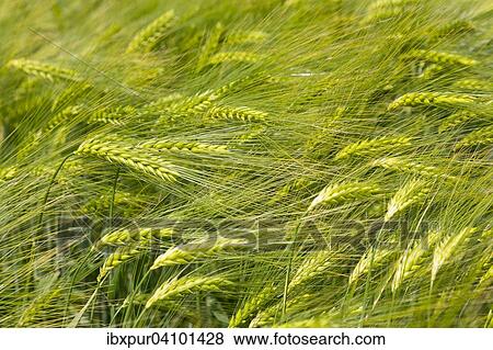 Stock Photo - Barley (Hordeum vulgare), corn field, Saxony, Germany, Europe. Fotosearch