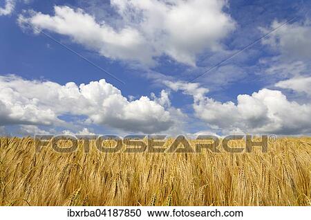Barley (Hordeum vulgare) field and cloudy sky, North Rhine-Westphalia, Germany, Europe View Large Photo Image Stock Image - Barley (Hordeum vulgare) field and cloudy sky, North Rhine-Westphalia, Germany, Europe. Fotosearch