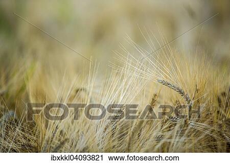 Stock Image - Barley (Hordeum vulgare), Unterallgau district, Bavaria, Germany, Europe. Fotosearch