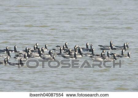 Barnacle Geese (Branta leucopsis), East Frisia, Lower Saxony, Germany, Europe View Large Photo Image Picture - Barnacle Geese (Branta leucopsis), East Frisia, Lower Saxony, Germany, Europe. Fotosearch