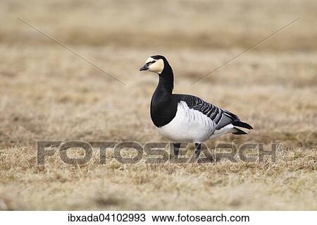 Stock Image - Barnacle Goose (Branta leucopsis) standing in a meadow, Lauwersmeer National Park, Holland, The Netherlands, Europe. Fotosearch