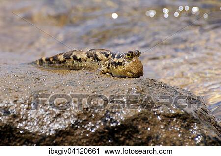 Barred Mudskipper (Periophthalmus argentilineatus) sitting on a rock on the shore, Baie de Soulou, Mayotte, Comoros, Africa View Large Photo Image Stock Image - Barred Mudskipper (Periophthalmus argentilineatus) sitting on a rock on the shore, Baie de Soulou, Mayotte, Comoros, Africa. Fotosearch