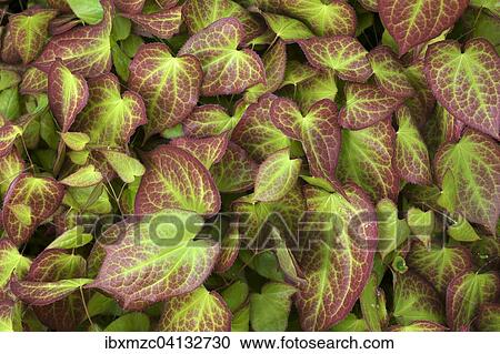 Barrenwort (Epimedium), leaves, Bavaria, Germany, Europe View Large Photo Image Stock Image - Barrenwort (Epimedium), leaves, Bavaria, Germany, Europe. Fotosearch
