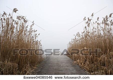 Stock Photograph - Bathing jetty and reeds in morning fog, Irrsee lake, Salzkammergut, Upper Austria, Austria, Europe. Fotosearch