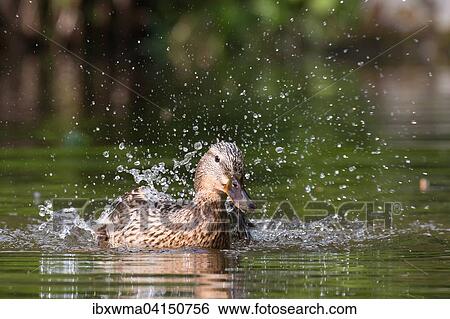 Bathing Mallard (Anas platyrhynchos), Hesse, Germany, Europe View Large Photo Image Stock Photograph - Bathing Mallard (Anas platyrhynchos), Hesse, Germany, Europe. Fotosearch
