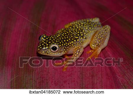 Baumsteiger Frog Art (Heterixalus Alboguttatus), Ranomafana National Park, Madagascar, Africa View Large Photo Image Stock Image - Baumsteiger Frog Art (Heterixalus Alboguttatus), Ranomafana National Park, Madagascar, Africa. Fotosearch