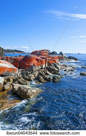 Beach, Bay of Fire, Tasmania, Australia, Oceania View Large Photo Image Picture - Beach, Bay of Fire, Tasmania, Australia, Oceania. Fotosearch