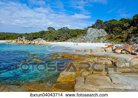 Beach, Bay of Fire, Tasmania, Australia, Oceania View Large Photo Image Picture - Beach, Bay of Fire, Tasmania, Australia, Oceania. Fotosearch