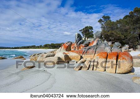 Beach, Bay of Fire, Tasmania, Australia, Oceania View Large Photo Image Picture - Beach, Bay of Fire, Tasmania, Australia, Oceania. Fotosearch