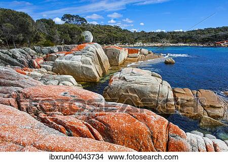 Beach, Bay of Fire, Tasmania, Australia, Oceania View Large Photo Image Picture - Beach, Bay of Fire, Tasmania, Australia, Oceania. Fotosearch