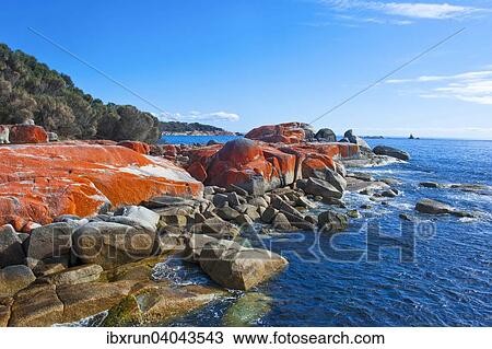 Beach, Bay of Fire, Tasmania, Australia, Oceania View Large Photo Image Stock Image - Beach, Bay of Fire, Tasmania, Australia, Oceania. Fotosearch