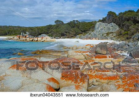 Stock Image - Beach, Bay of Fire, Tasmania, Australia, Oceania. Fotosearch