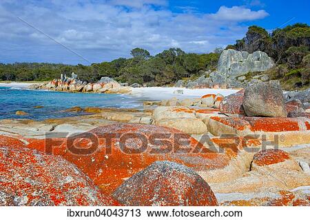 Beach, Bay of Fire, Tasmania, Australia, Oceania View Large Photo Image Stock Image - Beach, Bay of Fire, Tasmania, Australia, Oceania. Fotosearch