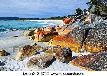 Beach, Bay of Fire, Tasmania, Australia, Oceania View Large Photo Image Stock Image - Beach, Bay of Fire, Tasmania, Australia, Oceania. Fotosearch