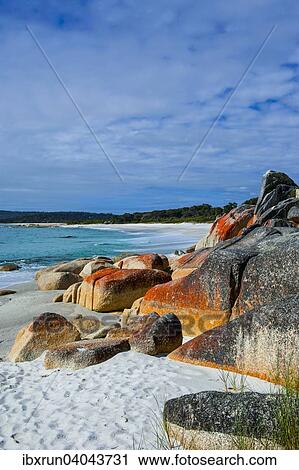 Beach, Bay of Fire, Tasmania, Australia, Oceania View Large Photo Image Stock Image - Beach, Bay of Fire, Tasmania, Australia, Oceania. Fotosearch