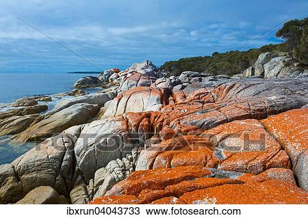 Beach, Bay of Fire, Tasmania, Australia, Oceania View Large Photo Image Stock Image - Beach, Bay of Fire, Tasmania, Australia, Oceania. Fotosearch