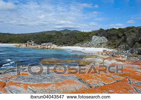 Beach, Bay of Fire, Tasmania, Australia, Oceania View Large Photo Image Stock Photo - Beach, Bay of Fire, Tasmania, Australia, Oceania. Fotosearch