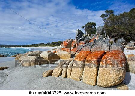 Beach, Bay of Fire, Tasmania, Australia, Oceania View Large Photo Image Stock Photography - Beach, Bay of Fire, Tasmania, Australia, Oceania. Fotosearch