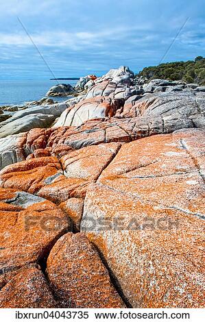 Beach, Bay of Fire, Tasmania, Australia, Oceania View Large Photo Image Stock Photography - Beach, Bay of Fire, Tasmania, Australia, Oceania. Fotosearch