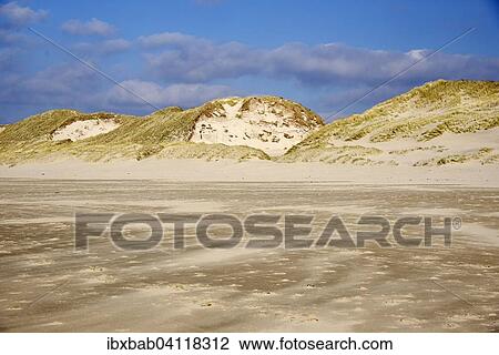 Stock Image - Beach, dunes, Egmond aan Zee, province of North Holland, The Netherlands, Europe. Fotosearch