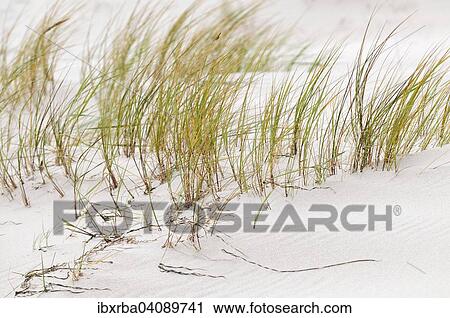 Beach Grass or Marram Grass (Ammophila), in the wind on a dune, Darss, Western Pomerania Lagoon Area National Park, Mecklenburg-Western Pomerania, Germany, Europe View Large Photo Image Stock Image - Beach Grass or Marram Grass (Ammophila), in the wind on a dune, Darss, Western Pomerania Lagoon Area National Park, Mecklenburg-Western Pomerania, Germany, Europe. Fotosearch