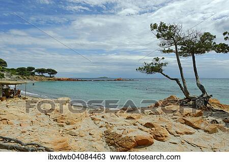 Beach, Palombaggia Bay, Chiappa Peninsula, near Porto Vecchio, Departement Corse-du-Sud, Cote des Nacres, Corsica, France, Europe View Large Photo Image Stock Image - Beach, Palombaggia Bay, Chiappa Peninsula, near Porto Vecchio, Departement Corse-du-Sud, Cote des Nacres, Corsica, France, Europe. Fotosearch