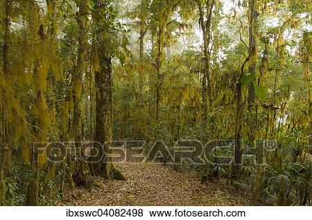 Stock Photo - Beard lichen (Usnea), vegetation in the cloud forest, Los Quetzales National Park, San Gerardo de Dota, San Jose Province, Costa Rica, North America. Fotosearch