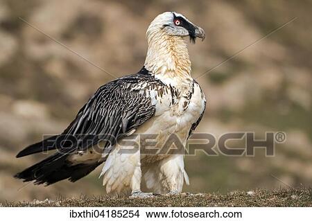 Bearded Vulture (Gypaetus barbatus), adult, Pyrenees, Spain, Europe View Large Photo Image Picture - Bearded Vulture (Gypaetus barbatus), adult, Pyrenees, Spain, Europe. Fotosearch