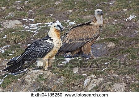 Bearded Vulture (Gypaetus barbatus), Griffon Vulture (Gyps fulvus), Pyrenees, Spain, Europe View Large Photo Image Stock Image - Bearded Vulture (Gypaetus barbatus), Griffon Vulture (Gyps fulvus), Pyrenees, Spain, Europe. Fotosearch