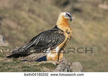 Bearded Vulture (Gypaetus barbatus), adult, Pyrenees, Spain, Europe View Large Photo Image Stock Image - Bearded Vulture (Gypaetus barbatus), adult, Pyrenees, Spain, Europe. Fotosearch