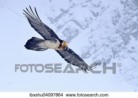 Picture - Bearded Vulture or Lammergeier (Gypaetus barbatus) in flight, Canton of Valais, Switzerland, Europe. Fotosearch