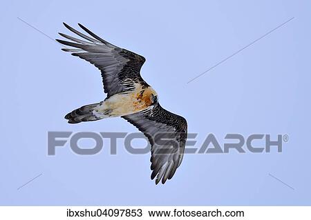 Stock Image - Bearded Vulture or Lammergeier (Gypaetus barbatus) in flight, Canton of Valais, Switzerland, Europe. Fotosearch