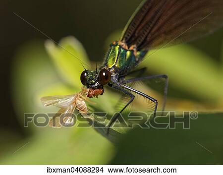 Beautiful Demoiselle (Calopteryx virgo), female with prey, Antalya Province, Mediterranean Region, Turkey, Asia View Large Photo Image Picture - Beautiful Demoiselle (Calopteryx virgo), female with prey, Antalya Province, Mediterranean Region, Turkey, Asia. Fotosearch