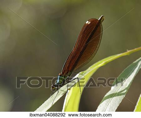 Stock Image - Beautiful Demoiselle (Calopteryx virgo), female, Antalya Province, Mediterranean Region, Turkey, Asia. Fotosearch