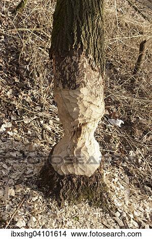 Picture - Beaver bitten tree trunk at Sandkrugbrucke, Schnakenbek, Schleswig-Holstein, Germany, Europe. Fotosearch