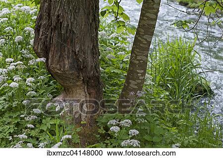 Beaver damage, gnawed tree trunk, river Aufsess, Franconian Switzerland, Upper Franconia, Bavaria, Germany, Europe View Large Photo Image Stock Image - Beaver damage, gnawed tree trunk, river Aufsess, Franconian Switzerland, Upper Franconia, Bavaria, Germany, Europe. Fotosearch