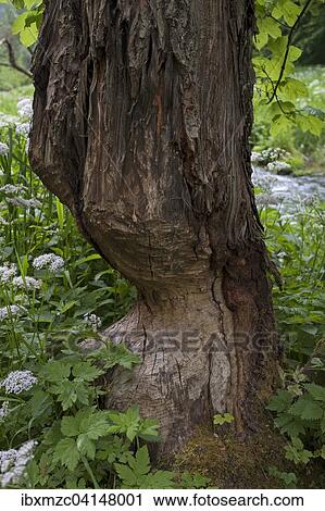 Beaver damage, gnawed tree trunk, river Aufsess, Franconian Switzerland, Upper Franconia, Bavaria, Germany, Europe View Large Photo Image Stock Image - Beaver damage, gnawed tree trunk, river Aufsess, Franconian Switzerland, Upper Franconia, Bavaria, Germany, Europe. Fotosearch