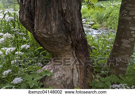 Beaver damage, gnawed tree trunk, river Aufsess, Franconian Switzerland, Upper Franconia, Bavaria, Germany, Europe View Large Photo Image Stock Image - Beaver damage, gnawed tree trunk, river Aufsess, Franconian Switzerland, Upper Franconia, Bavaria, Germany, Europe. Fotosearch