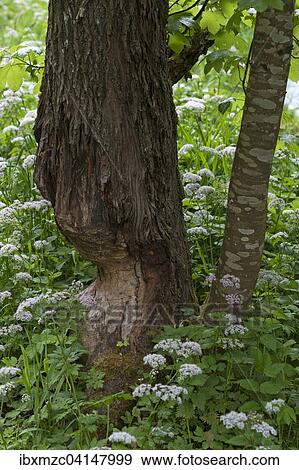 Beaver damage, gnawed tree trunk, Upper Franconia, Bavaria, Germany, Europe View Large Photo Image Stock Photo - Beaver damage, gnawed tree trunk, Upper Franconia, Bavaria, Germany, Europe. Fotosearch