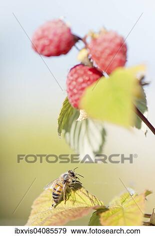 Bee and raspberries, Sweden, Europe View Large Photo Image Stock Photo - Bee and raspberries, Sweden, Europe. Fotosearch