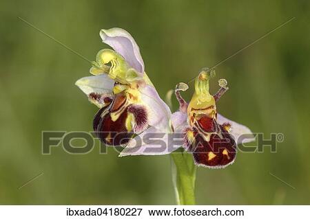Bee Orchid (Ophrys apifera), two flowers, Perchtoldsdorf Heath, Lower Austria, Austria, Europe View Large Photo Image Stock Photo - Bee Orchid (Ophrys apifera), two flowers, Perchtoldsdorf Heath, Lower Austria, Austria, Europe. Fotosearch