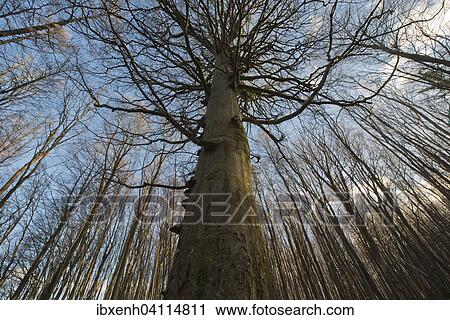 Beech forest, Common Beech trees (Fagus sylvatica), Jasmund National Park, Rugen, Mecklenburg-Western Pomerania, Germany, Europe View Large Photo Image Stock Image - Beech forest, Common Beech trees (Fagus sylvatica), Jasmund National Park, Rugen, Mecklenburg-Western Pomerania, Germany, Europe. Fotosearch