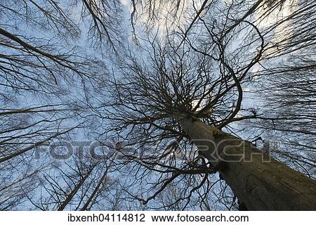 Stock Image - Beech forest, Common Beech trees (Fagus sylvatica), Jasmund National Park, Rugen, Mecklenburg-Western Pomerania, Germany, Europe. Fotosearch